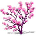 fanleaf_tree_pink_thumb.png