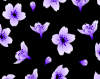 flowers_violets_icon.png