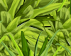 pineapple_crown_leaves_icon.png