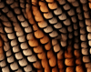 tortie_lizard_scales_icon.png