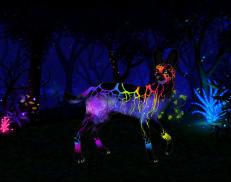 A custom Serval puma named 'Fireworks'