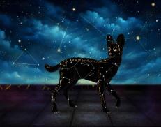 A custom Serval puma named 'Rune'