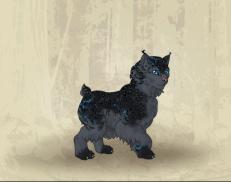 A custom Lynx puma named 'Marble'